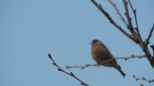 Нангиад ногоолдой - ML651256772