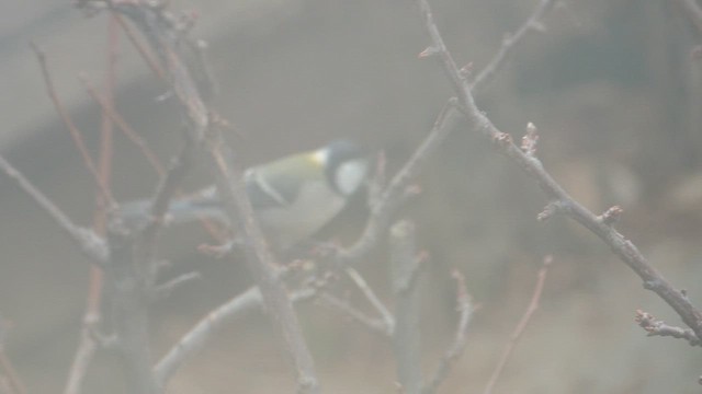 Азийн хөх бух - ML651256872