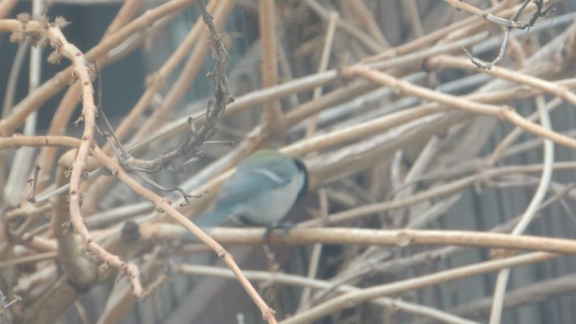 Азийн хөх бух - ML651256899