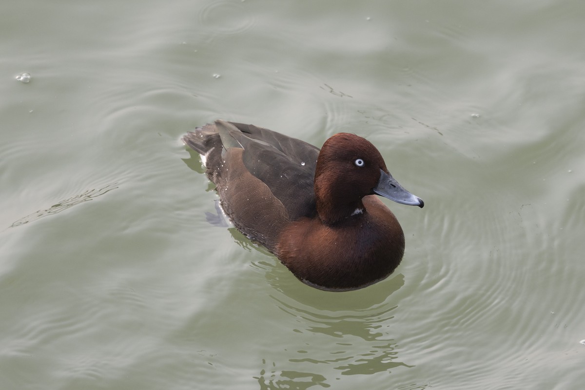 עבראש ירוק - ML651256961