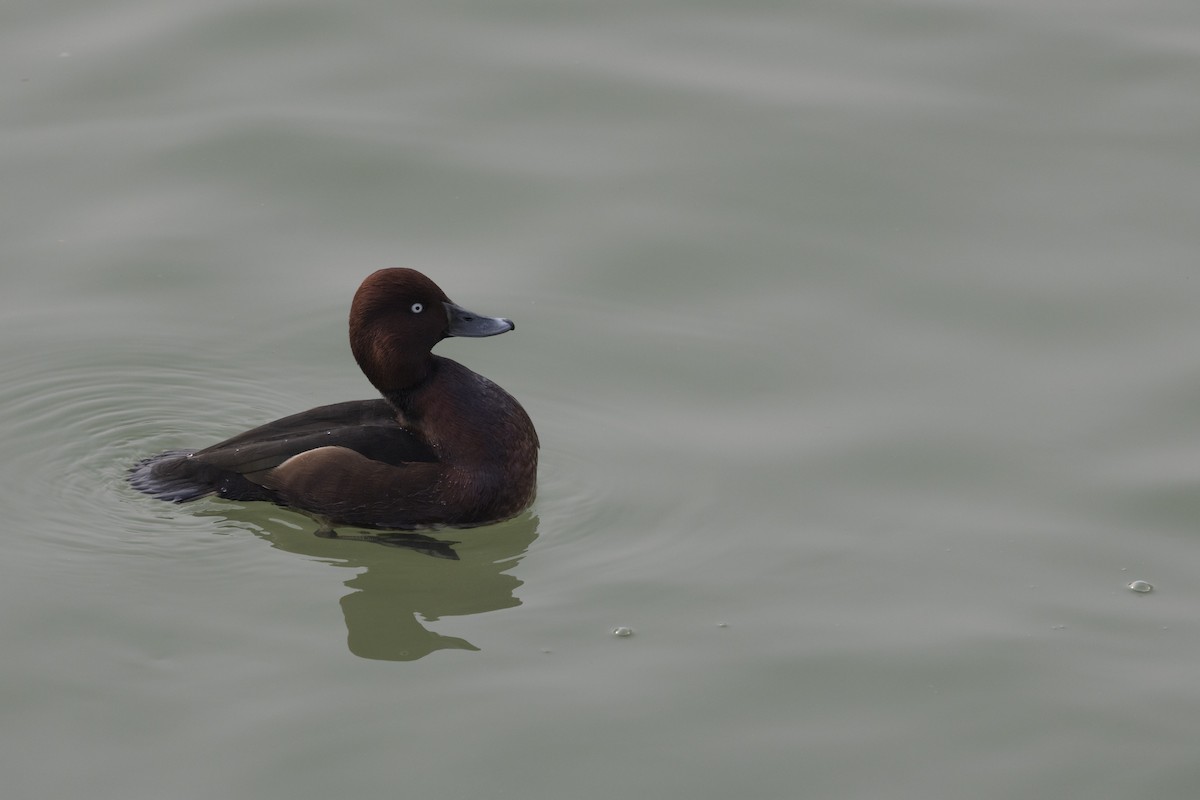 עבראש ירוק - ML651256962