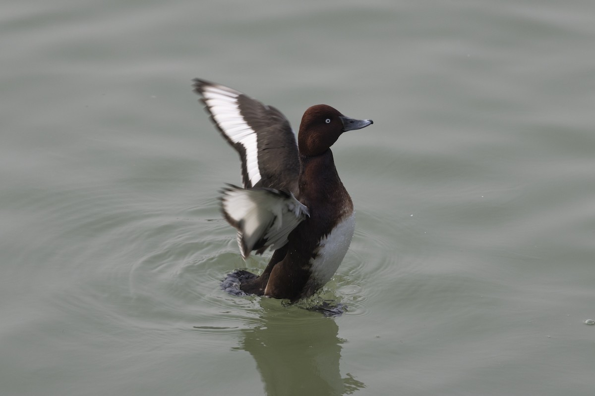 עבראש ירוק - ML651256963