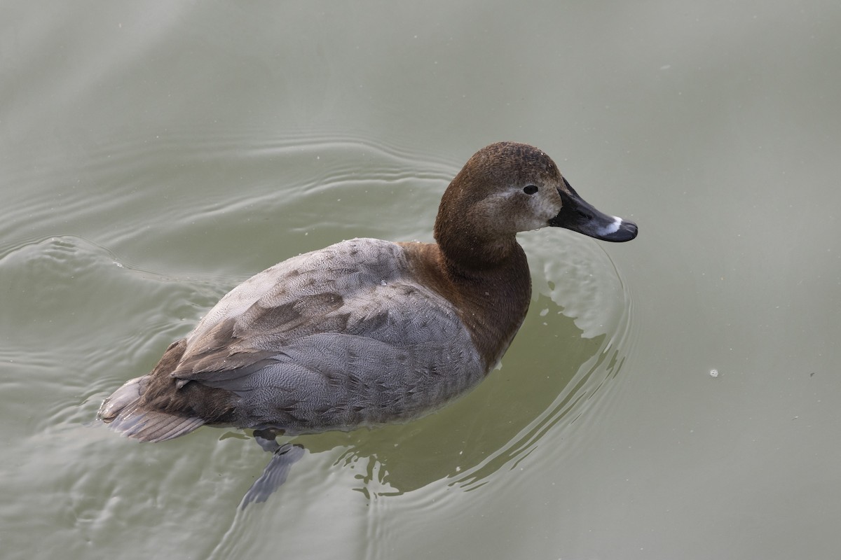 עבראש ירוק - ML651256964