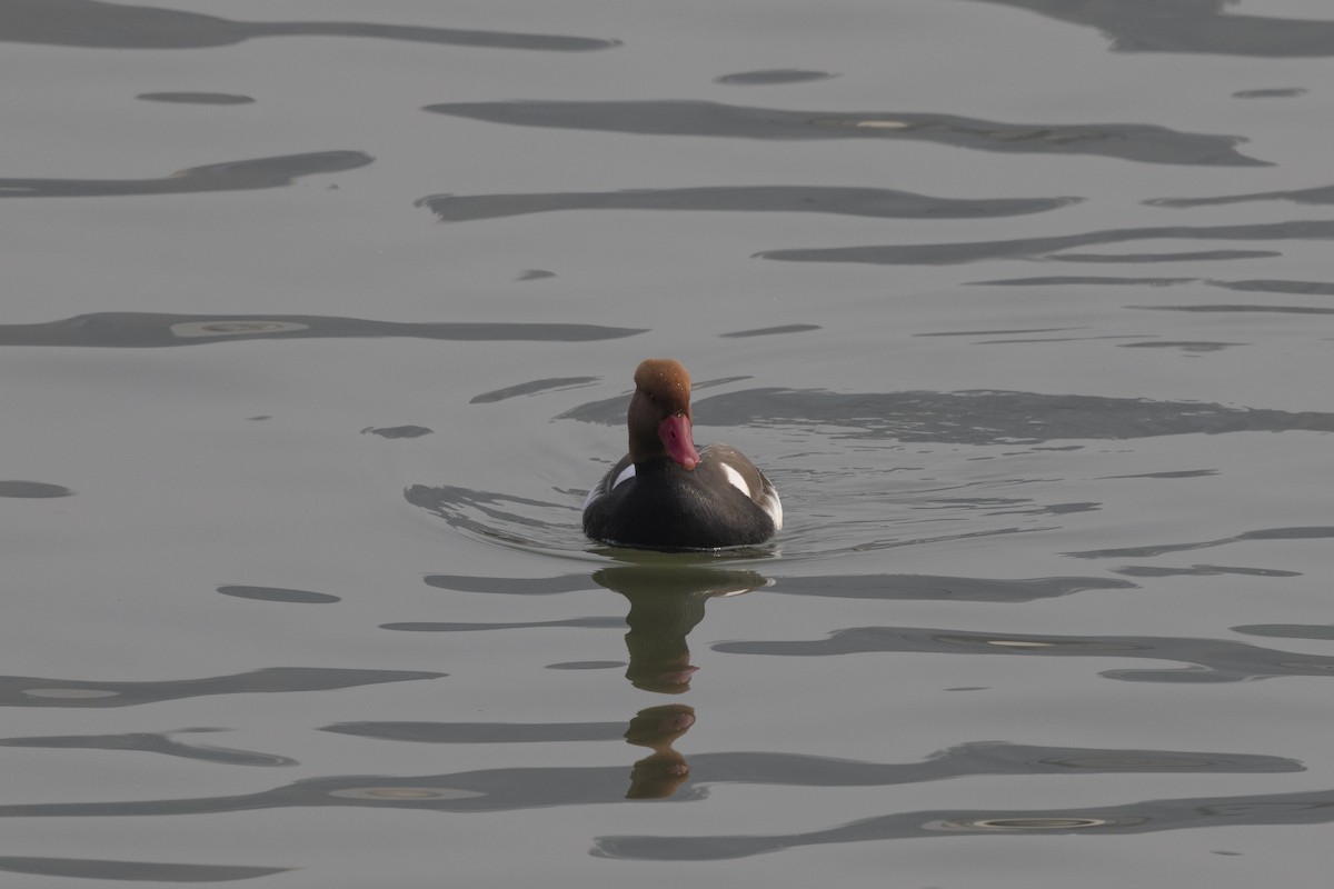 צולל מצויץ - ML651256971