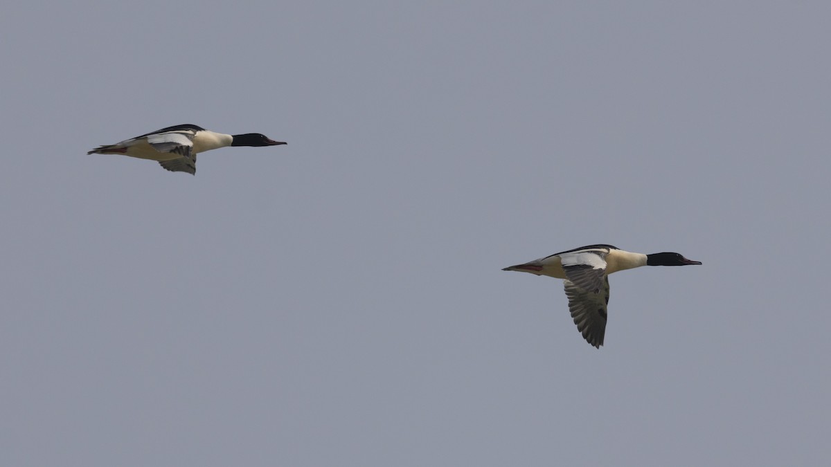 צולל מצויץ - ML651256972