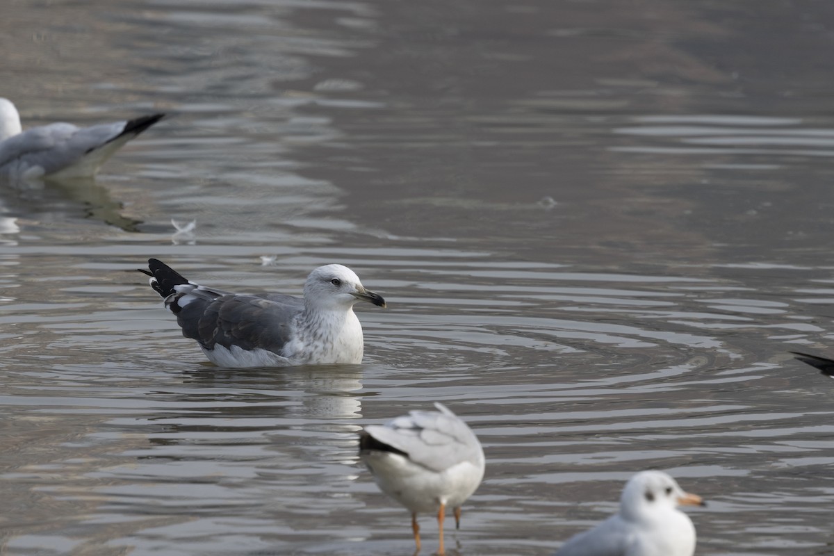 צולל מצויץ - ML651256978
