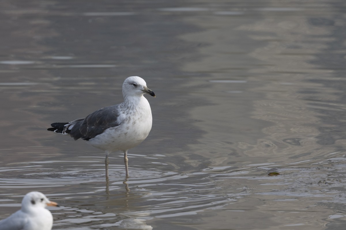 צולל מצויץ - ML651256979