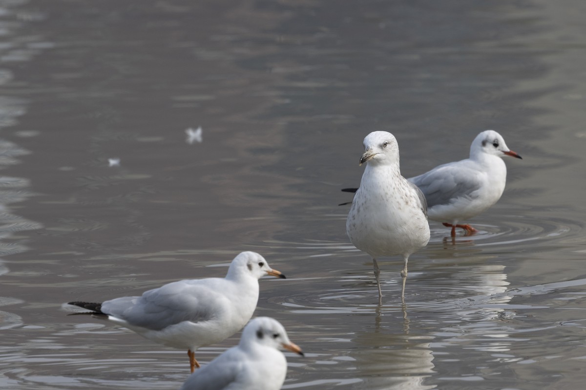צולל מצויץ - ML651256980