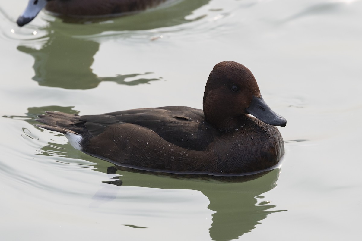 צולל מצויץ - ML651256981