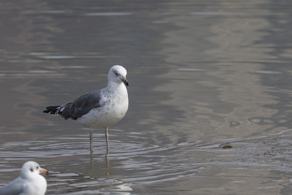 צולל מצויץ - ML651256982