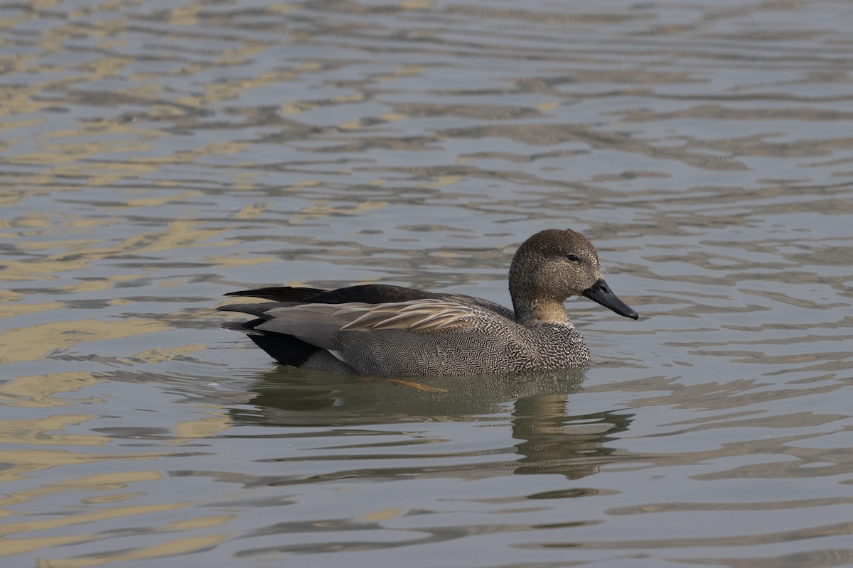 צולל מצויץ - ML651256983