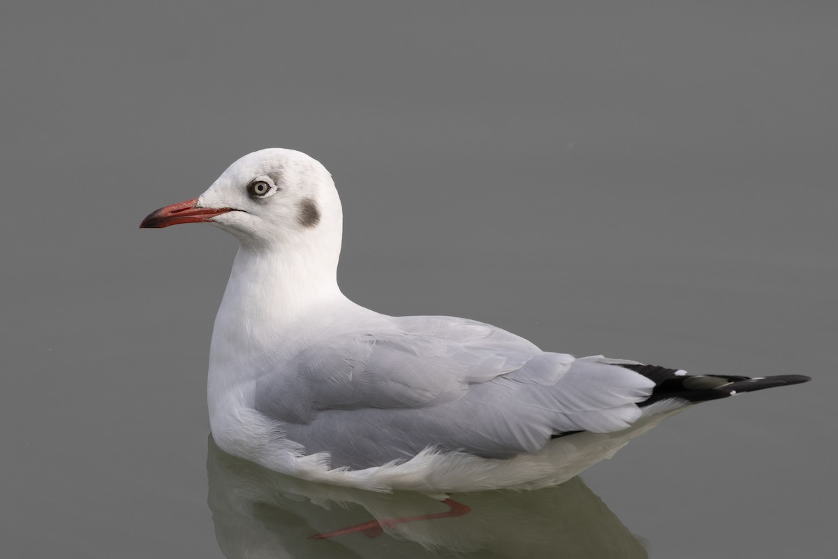 צולל מצויץ - ML651256984