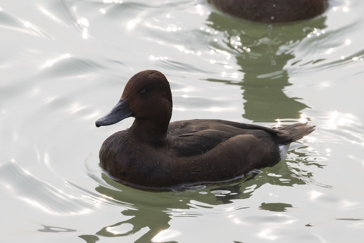 צולל מצויץ - ML651256985