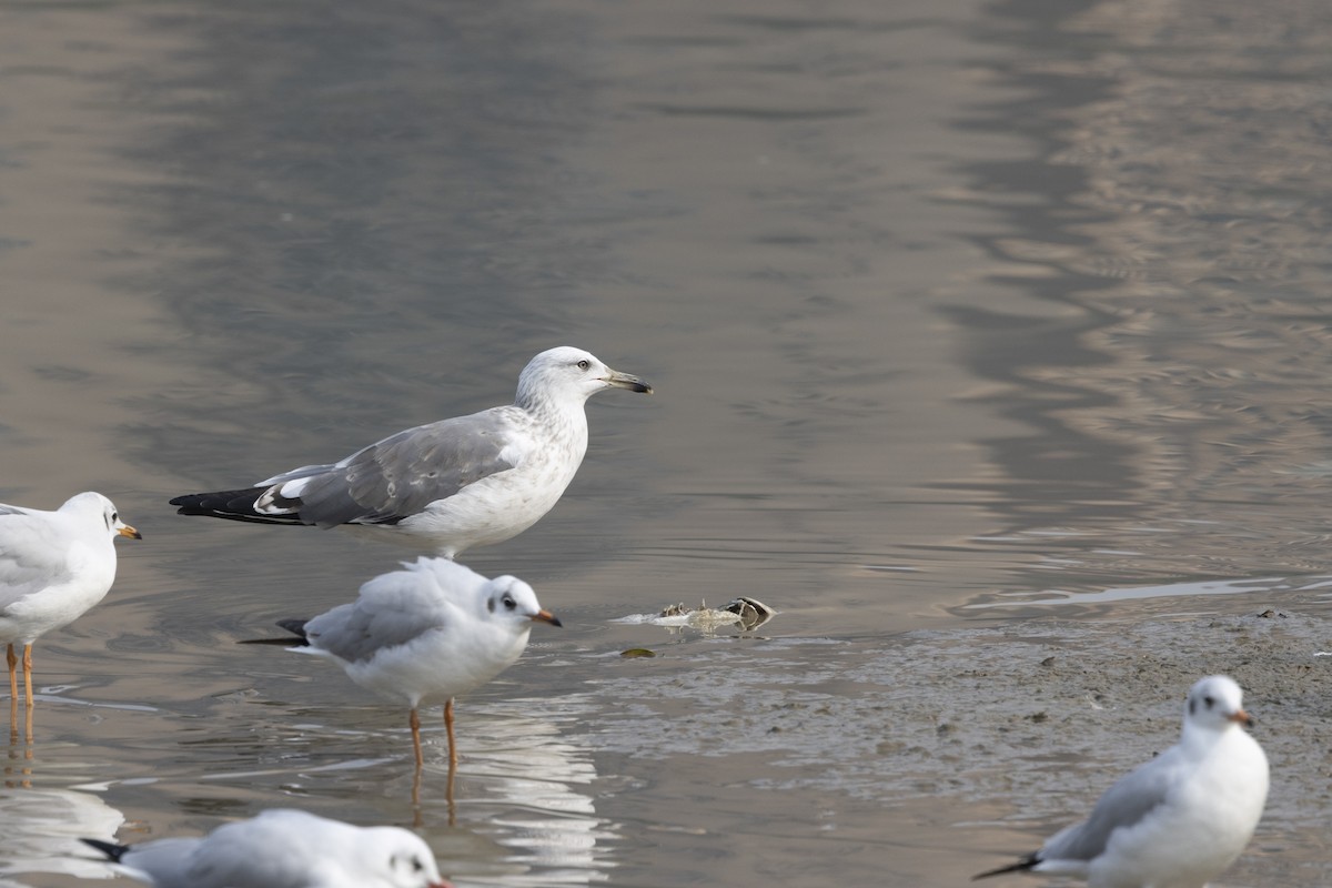 צולל מצויץ - ML651256986