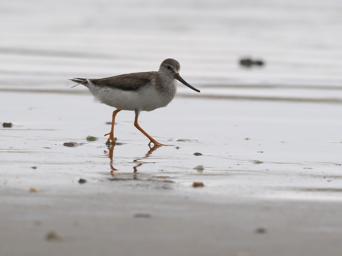 ביצנית אפורה - ML651256989