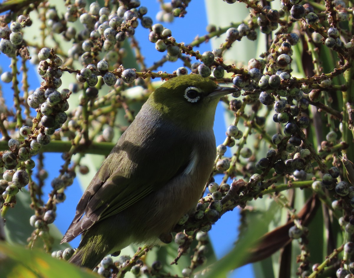 Silvereye - ML651256990