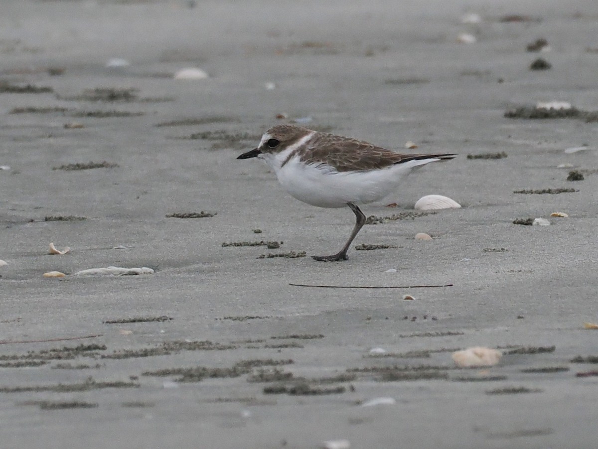 חופמי אלכסנדרי - ML651256993