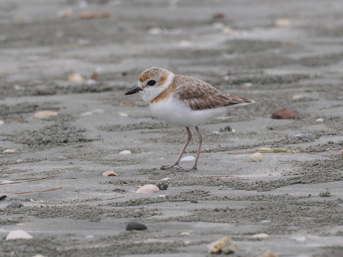 Malaysian Plover - ML651256995