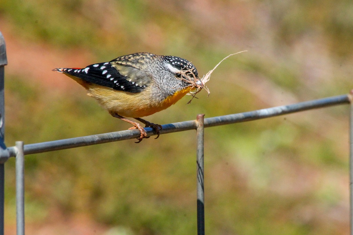 Spotted Pardalote - ML651256996