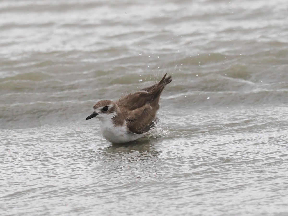חופמי טיבטי - ML651256999