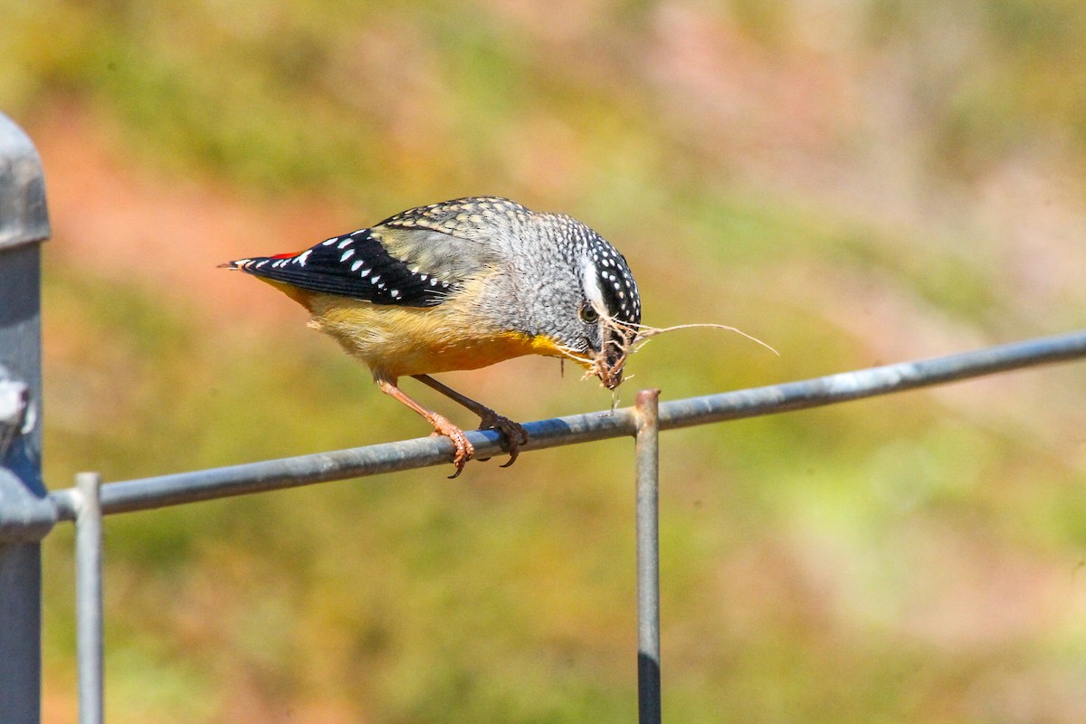 Spotted Pardalote - ML651257000