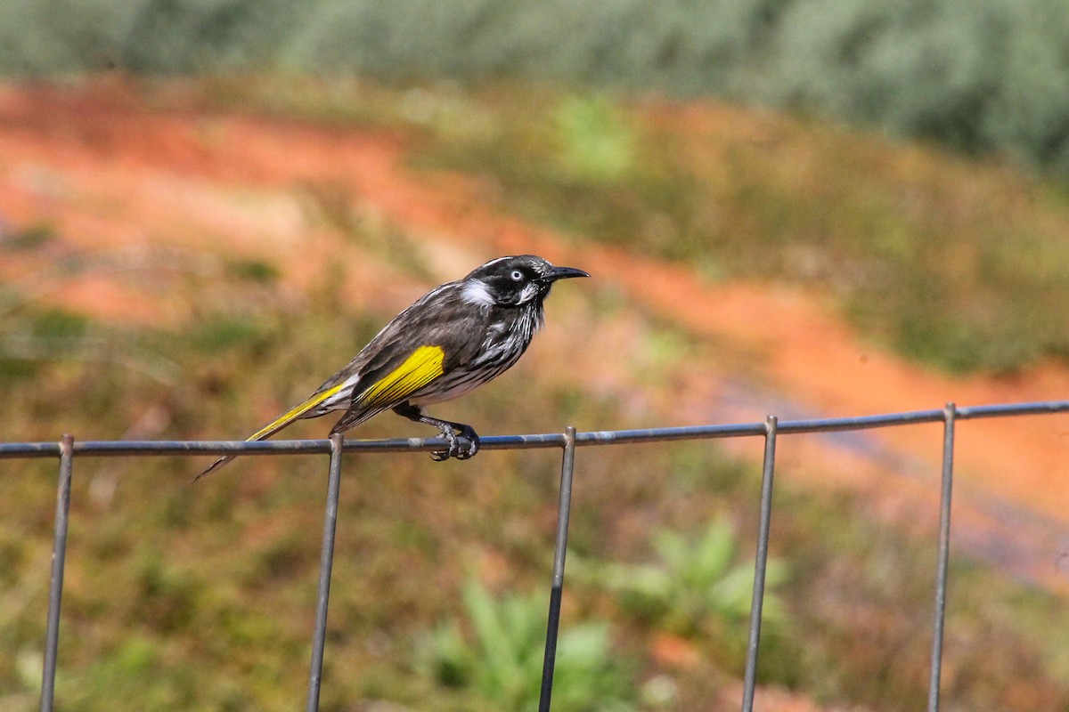 New Holland Honeyeater - ML651257001
