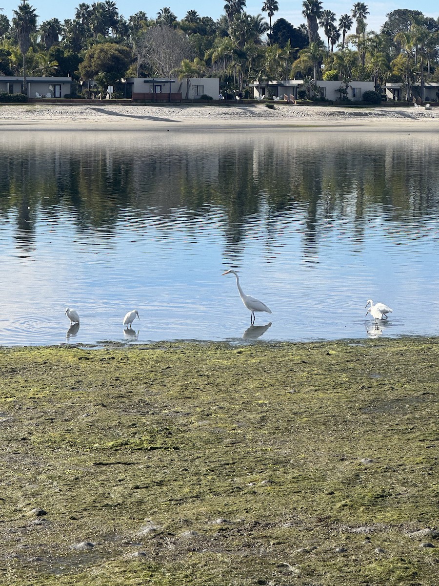 לבנית גדולה - ML651257003