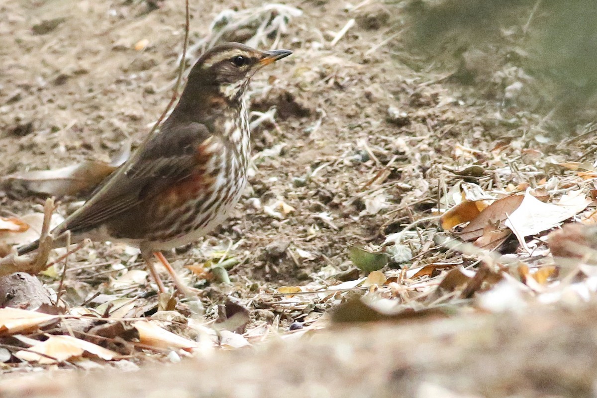 קיכלי לבן-גבה - ML651257004