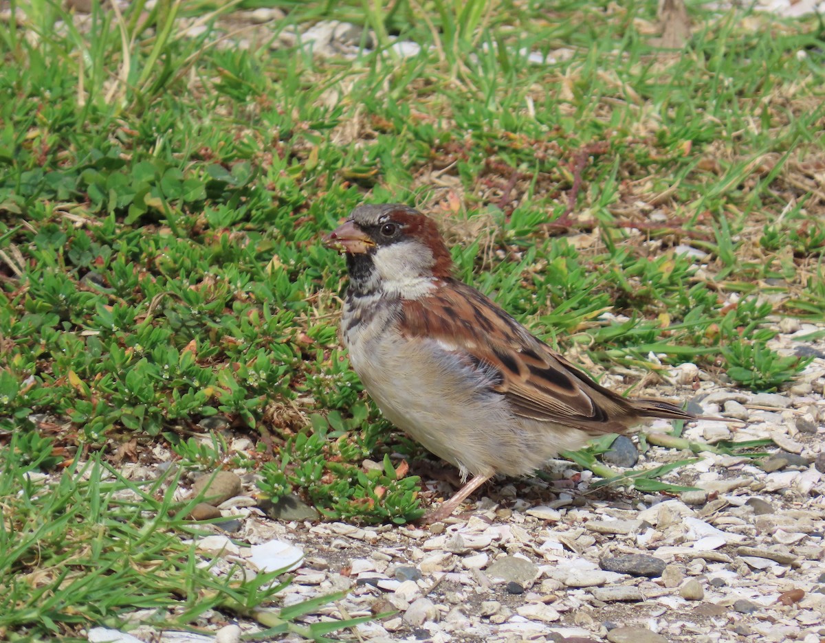 דרור הבית - ML651257005