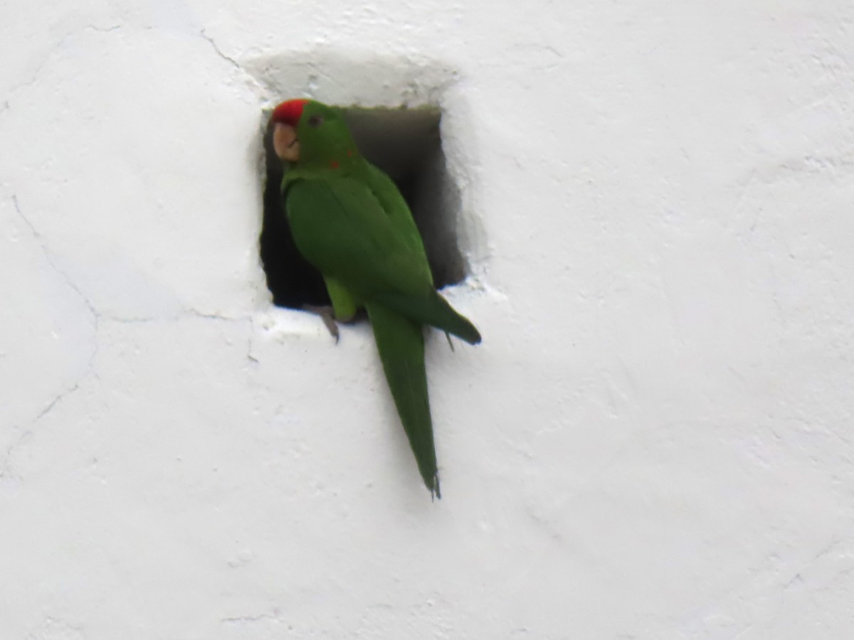 Conure de Wagler - ML651257082