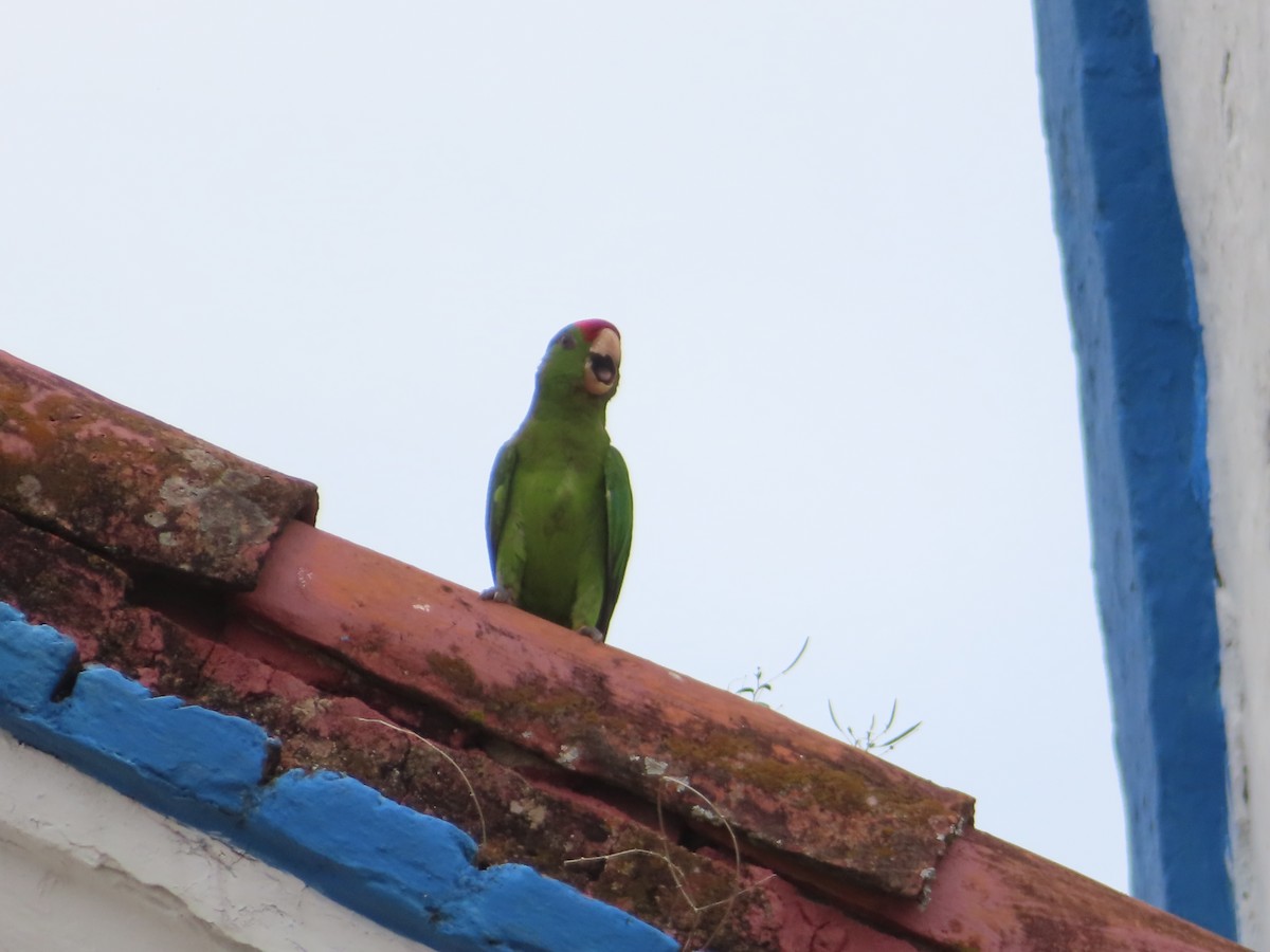 Conure de Wagler - ML651257085