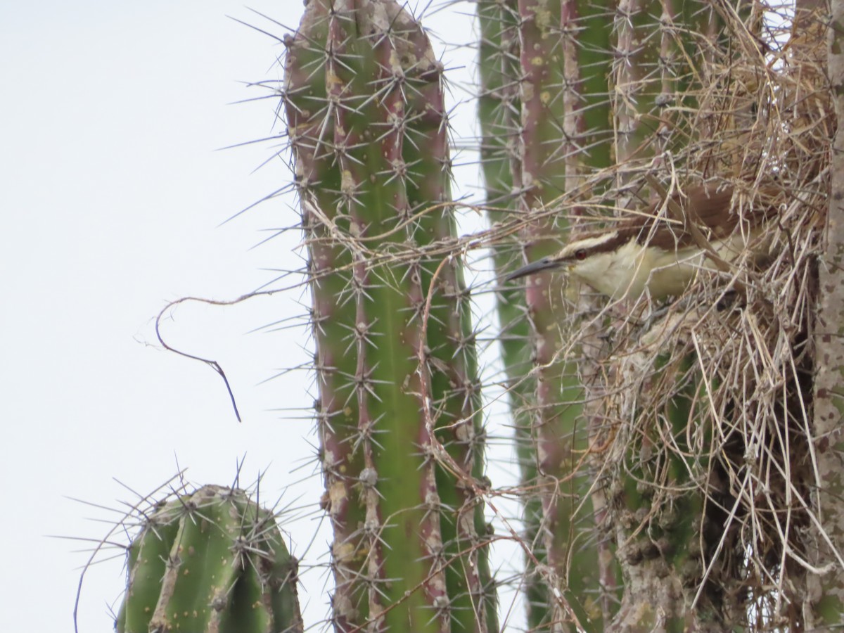 Troglodyte bicolore - ML651257252