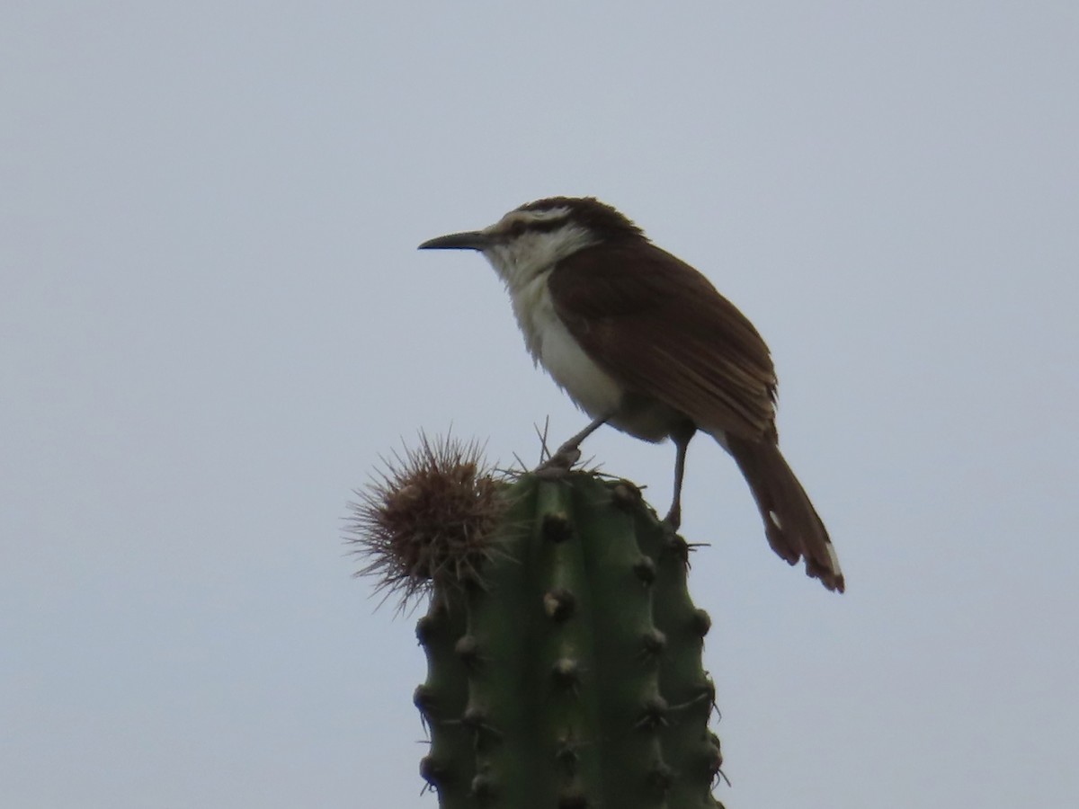 Troglodyte bicolore - ML651257361