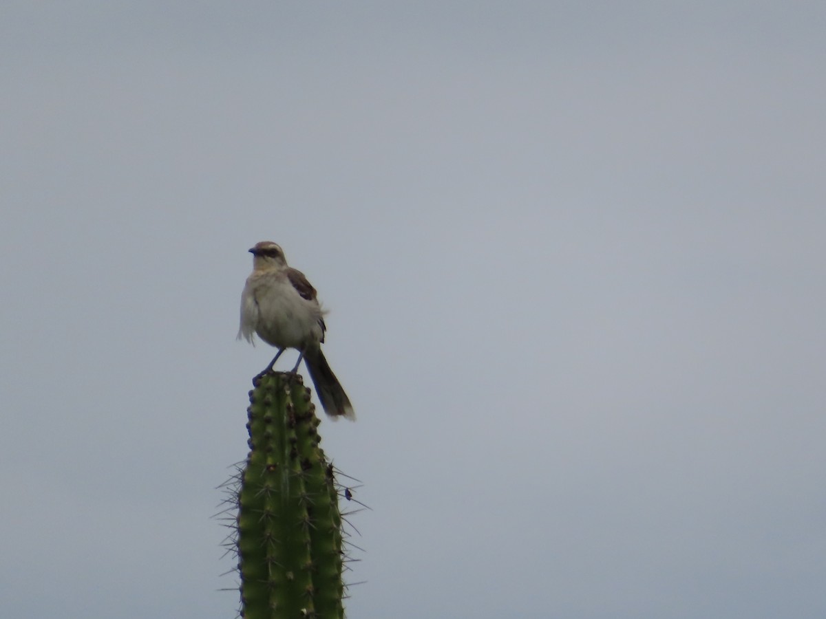 Moqueur des savanes - ML651257414