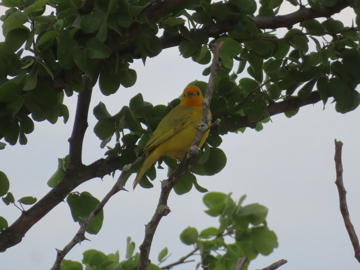 Sicale bouton-d'or - ML651257463