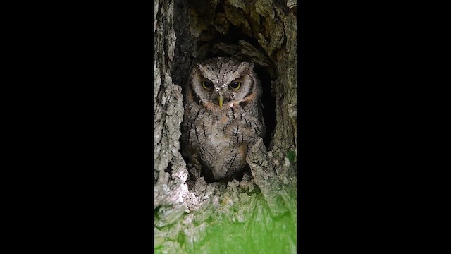 Tropical Screech-Owl - ML651257468