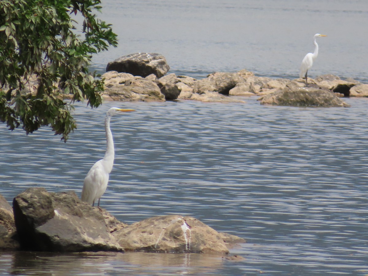 Grande Aigrette - ML651257579