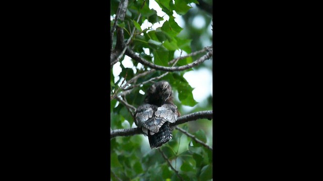 Common Potoo - ML651257640