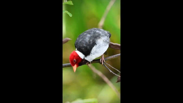 Yellow-billed Cardinal - ML651257668
