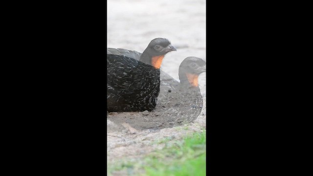 Dusky-legged Guan - ML651257684