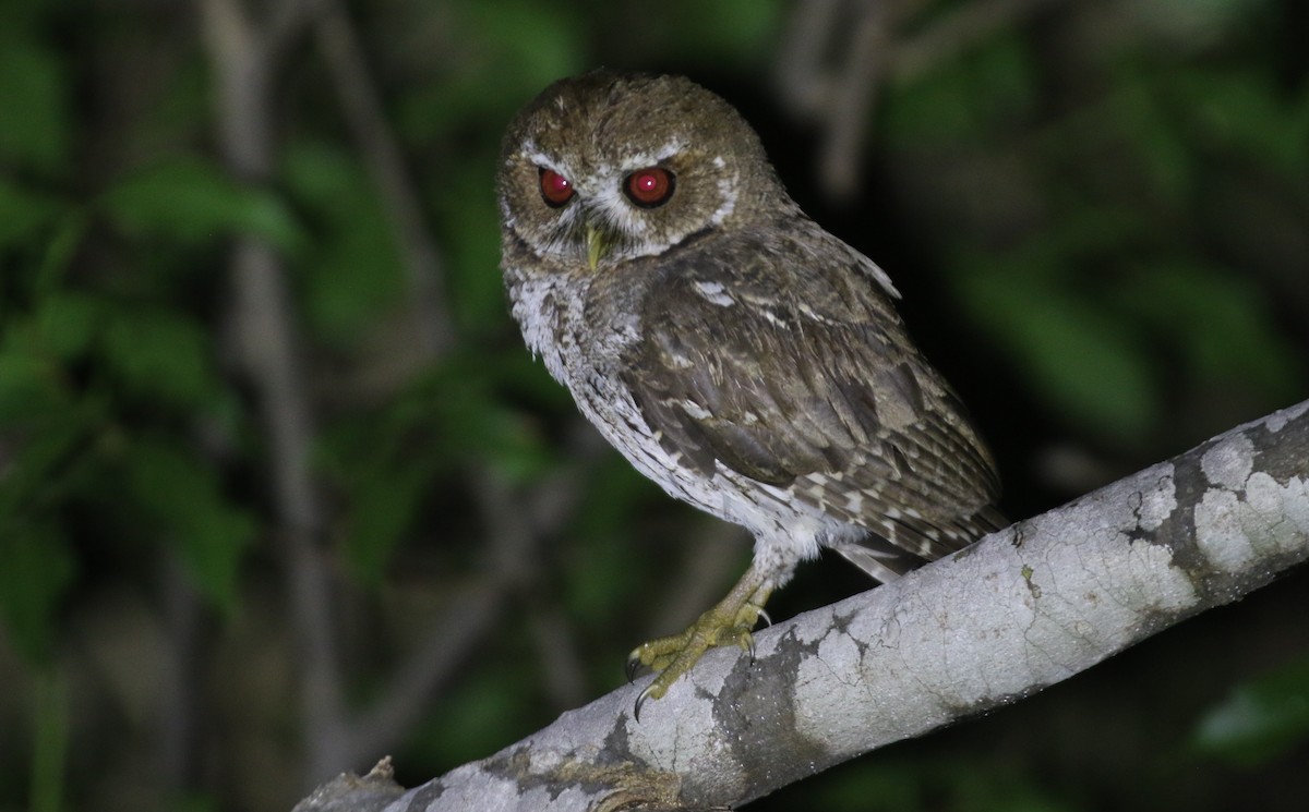 Puerto Rican Owl - ML651257700