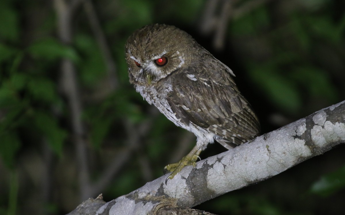 Puerto Rican Owl - ML651257701