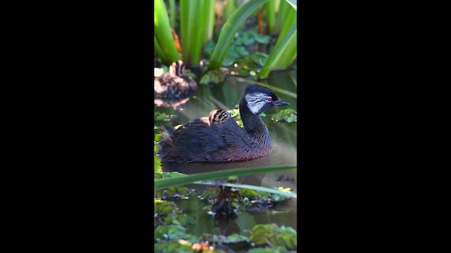 White-tufted Grebe - ML651257897