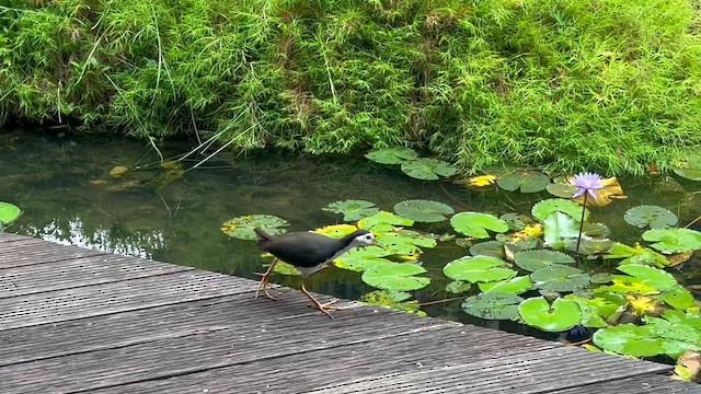 White-breasted Waterhen - ML651257898