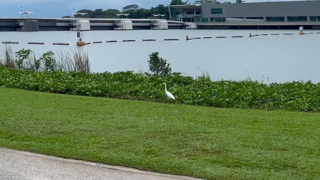 Бэсрэг дэглий - ML651257922