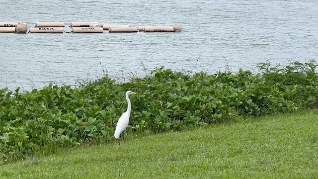 Бэсрэг дэглий - ML651257923