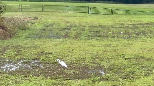 Бэсрэг дэглий - ML651257924