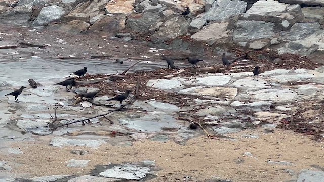 House Crow - ML651257942