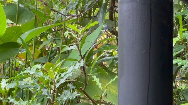 Ashy Tailorbird - ML651257951