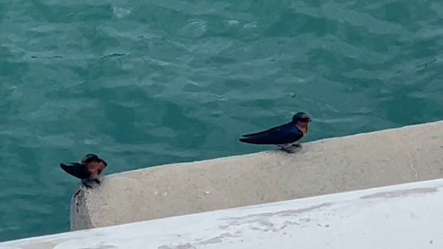 Pacific Swallow - ML651257953